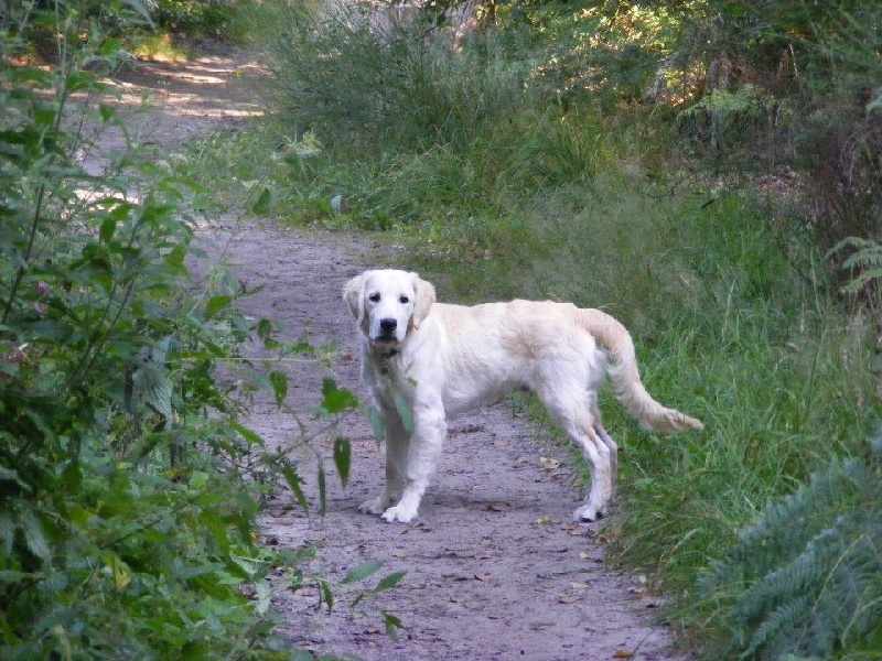 Houmiak de l'Odyssée Blanche